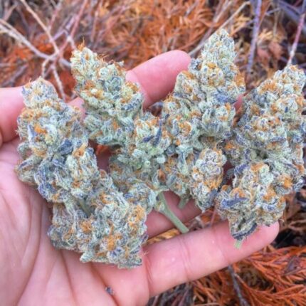 Black Cherry Soda